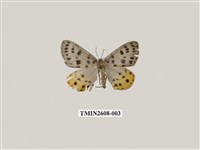 藏品(尺蛾123.a)的圖片